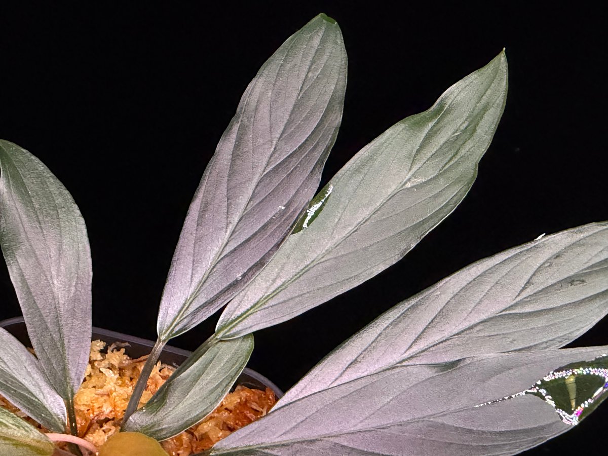 Homalomena sp. “濡烏” Riau sumatera【LA0518-02】LA便