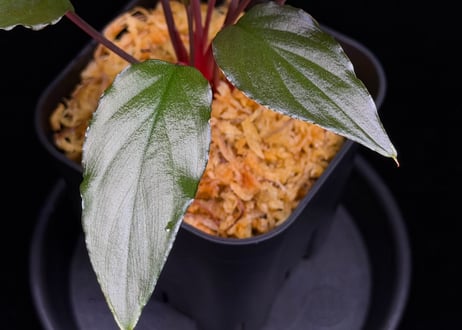 Homalomena sp from Lahat 【AZ1123-1】AZ便