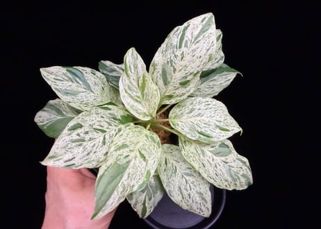 Homalomena sp. 'Variegata' "斑雪" Sumatra Selatan T-180323 TZ便