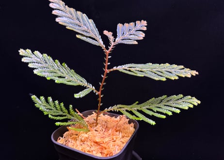 Selaginella sp. Ketapang Kal-bar T-04-0526　TZ便