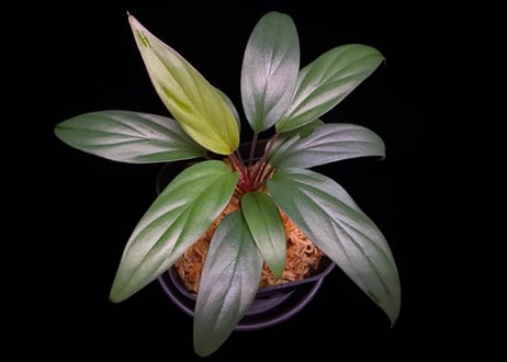 Homalomena sp. Pulau Beltung T-180723  TZ便