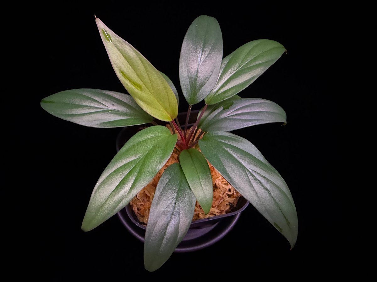 Homalomena sp. Pulau Beltung T-180723 TZ便 | 36