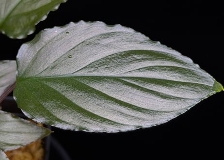 Homalomena sp from Lahat 【AZ1123-1】AZ便