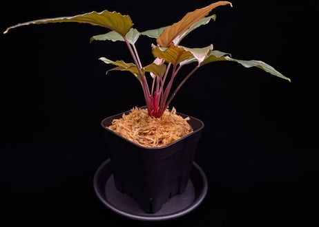 Homalomena sp from Lahat 【AZ1123-1】AZ便