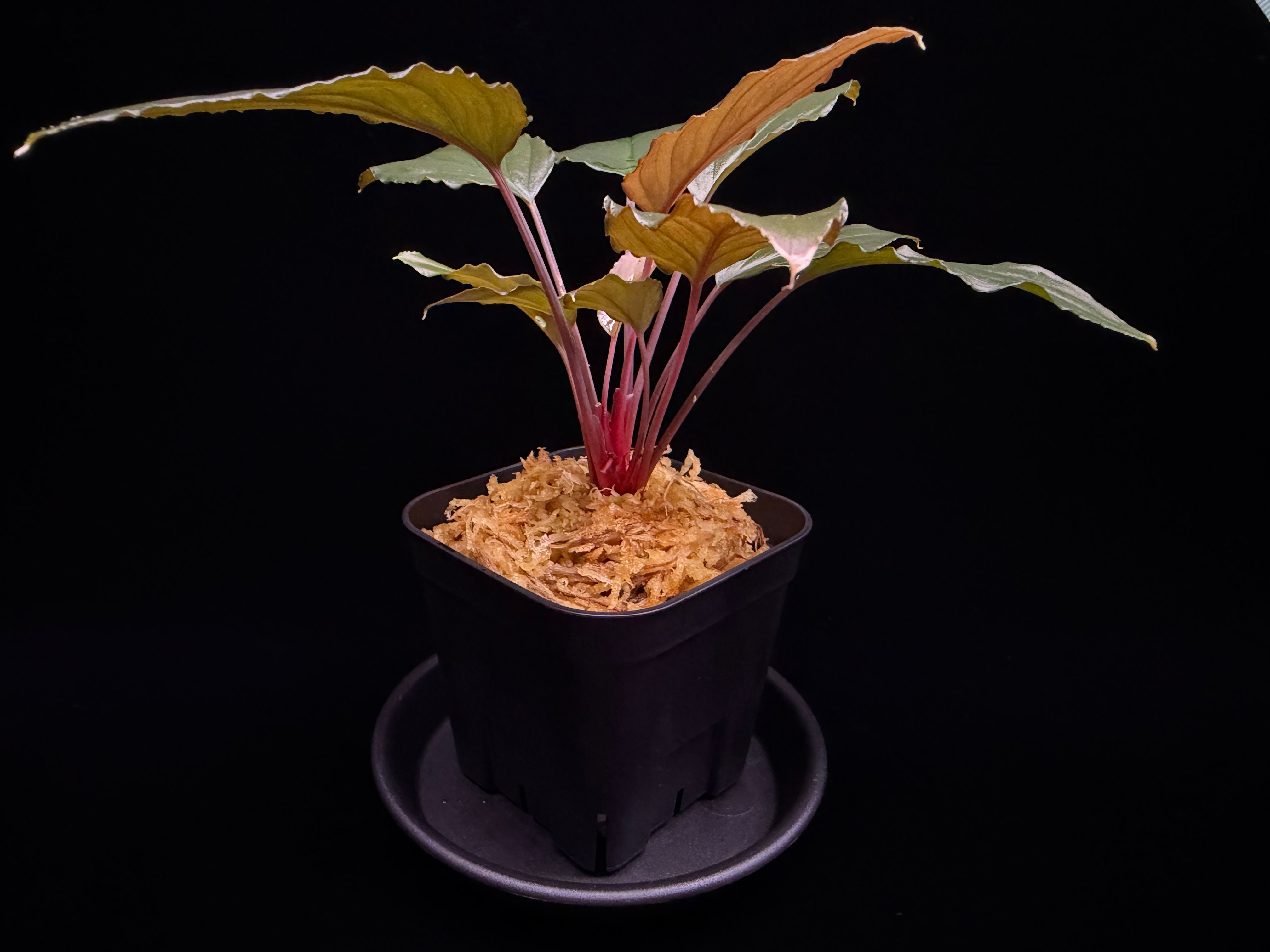 Homalomena sp from Lahat 【AZ1123-1】AZ便 | 369の杜(