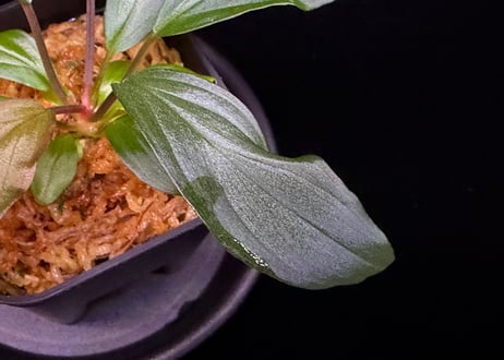 第三弾　Homalomena Hybrid【M0125-f1】