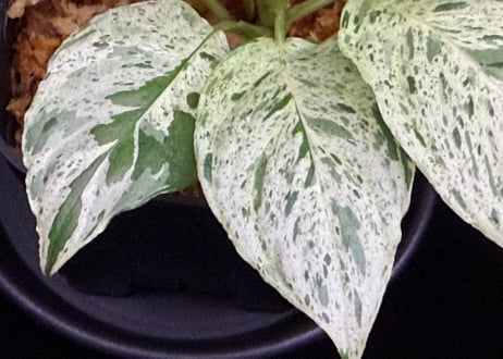 Homalomena sp. 'Variegata' "斑雪" Sumatra Selatan T-180323 TZ便