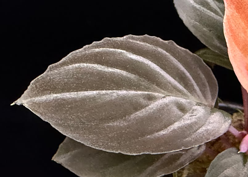 Homalomena sp 