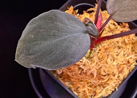 Homalomena sp "Sunshine "B.NN from Sibolga timur [AZ1223-2] AZ便