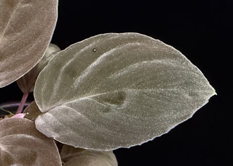 Homalomena sp "Red leaf" from Kalbar【AZ0823-2】AZ便