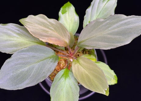 第一弾　Homalomena Hybrid【M0324-f1】