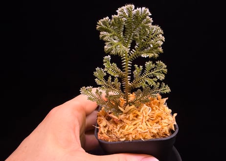 Selaginella sp. Ketapang Black Kal-bar T-04-0526　TZ便
