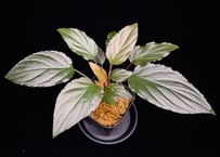 Homalomena sp from Lahat 【AZ1123-1】AZ便