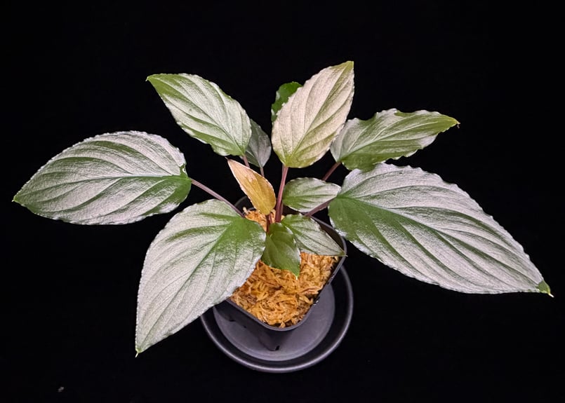 Homalomena sp from Lahat 【AZ1123-1】AZ便 | 369の杜(