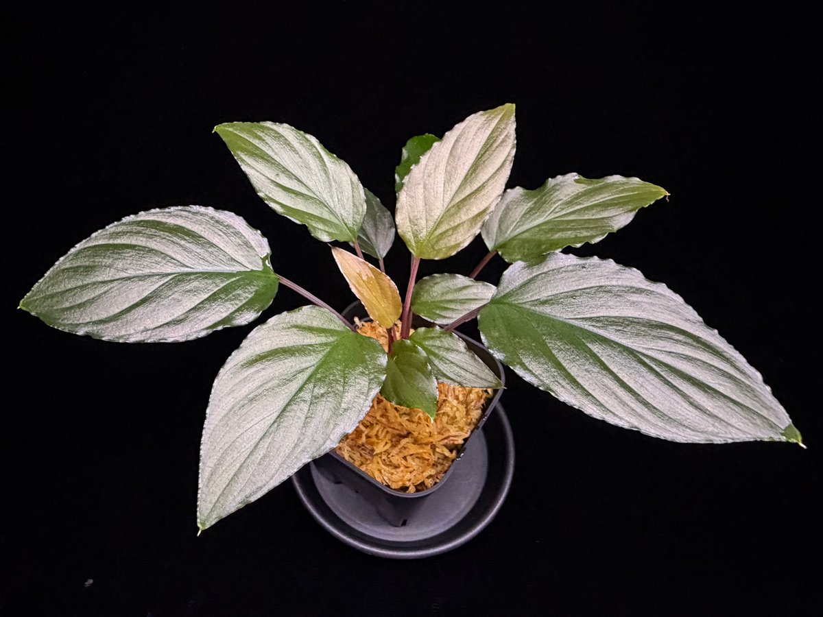 Homalomena sp from Lahat 【AZ1123-1】AZ便 | 369の杜(