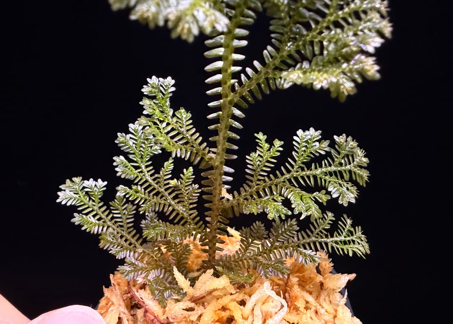 6ab0dc277aab59ce64d89f7d