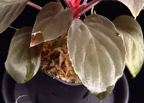 Homalomena sp "Red leaf" from Kalbar【AZ0823-2】AZ便