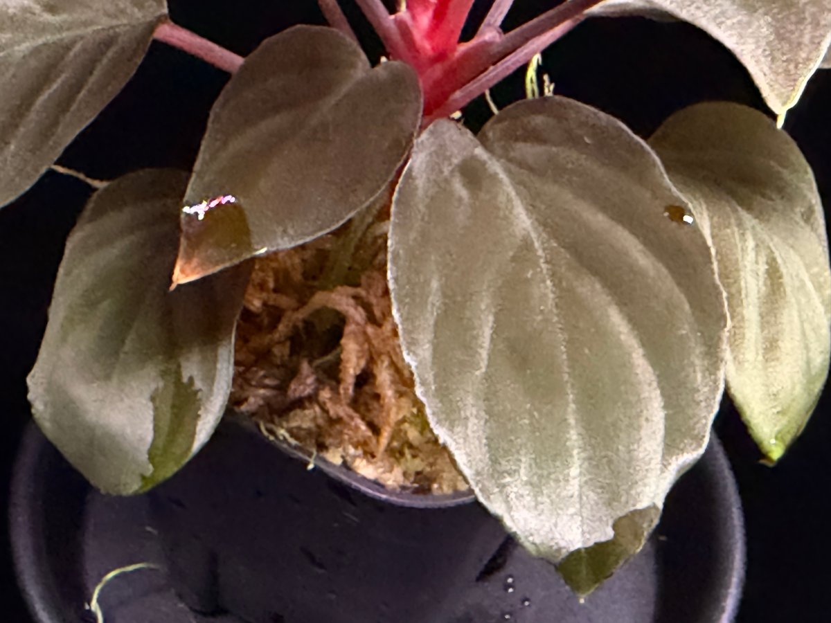 Homalomena sp 