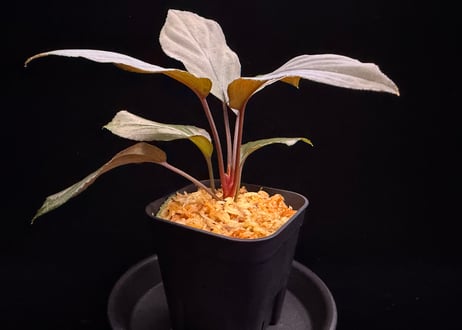 Homalomena sp. 黒錦　Sumatera Utara【ZOE0225-2p】トイ吉便