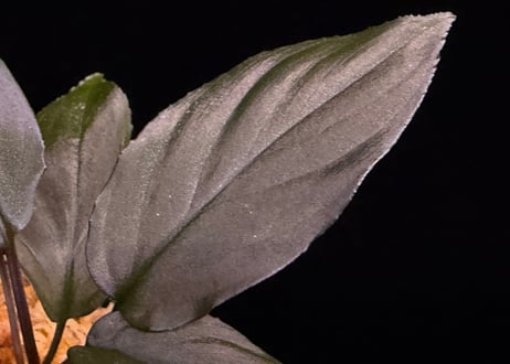 Homalomena sp. 黒錦　Sumatera Utara【ZOE0225-2p】トイ吉便