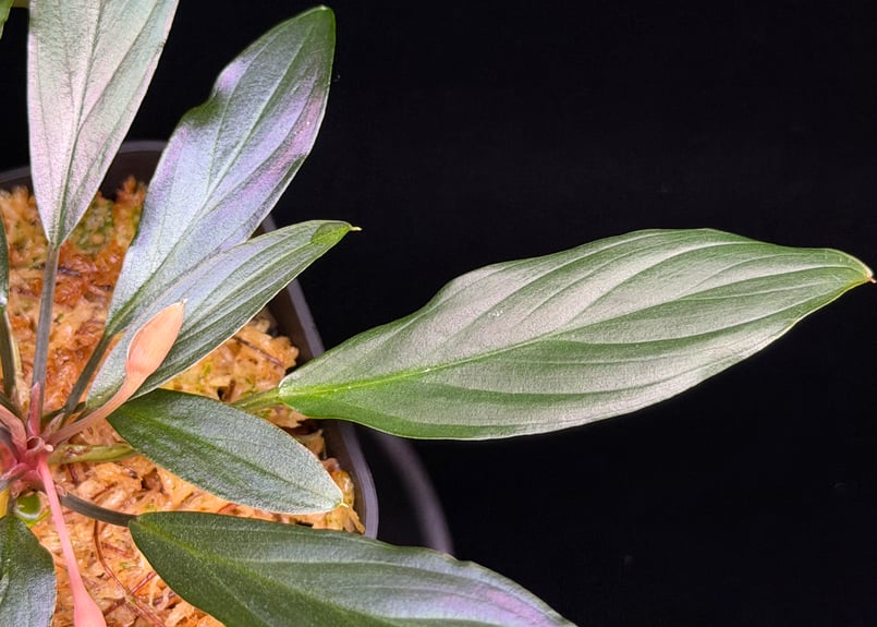 Homalomena sp. “濡烏” Riau sumatera【LA0518-02】LA便