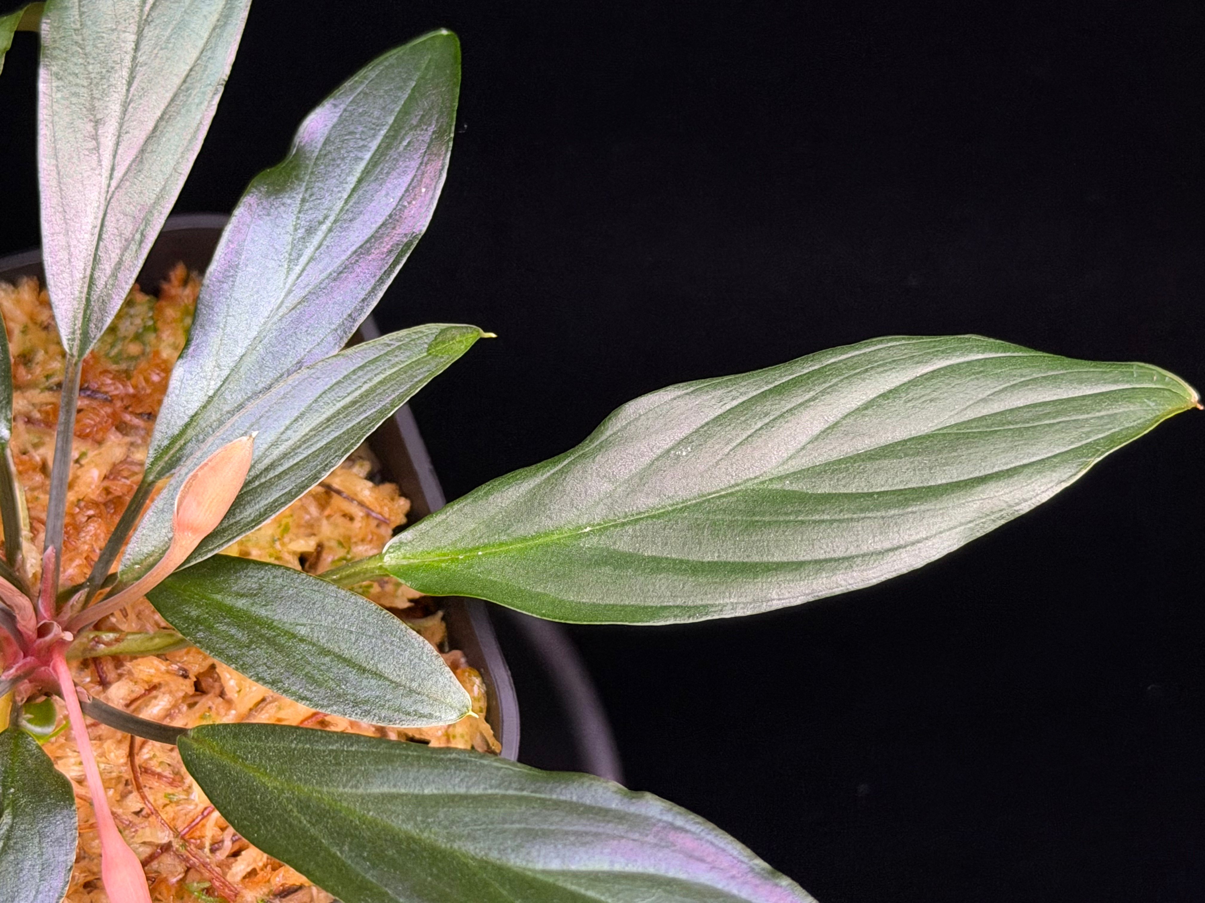 LA便　斑入り　Homalomena sp.Riau 【LA224-02z】 Homalomena sp. “濡烏” Riau sumatera【LA0518-02】LA便