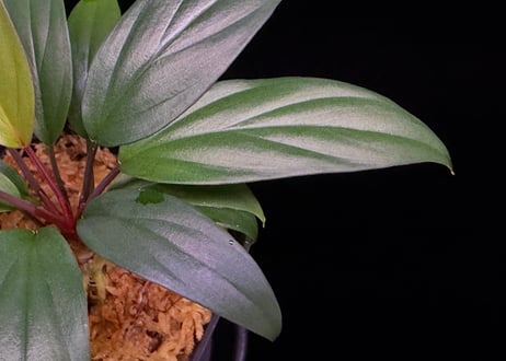 Homalomena sp. Pulau Beltung T-180723  TZ便