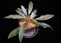 Homalomena sp. “濡烏” Riau sumatera【LA0518-02】LA便
