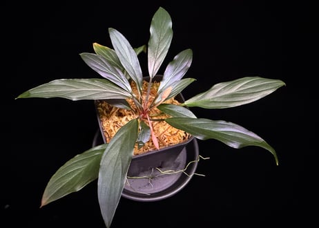 Homalomena sp. “濡烏” Riau sumatera【LA0518-02】LA便