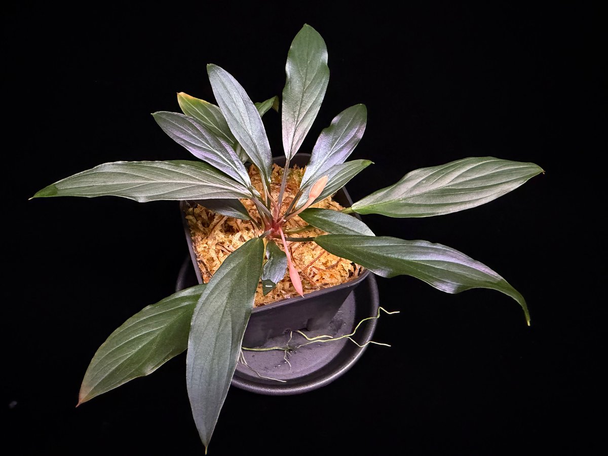 Homalomena sp. “濡烏” Riau sumatera【LA0518-02】LA便