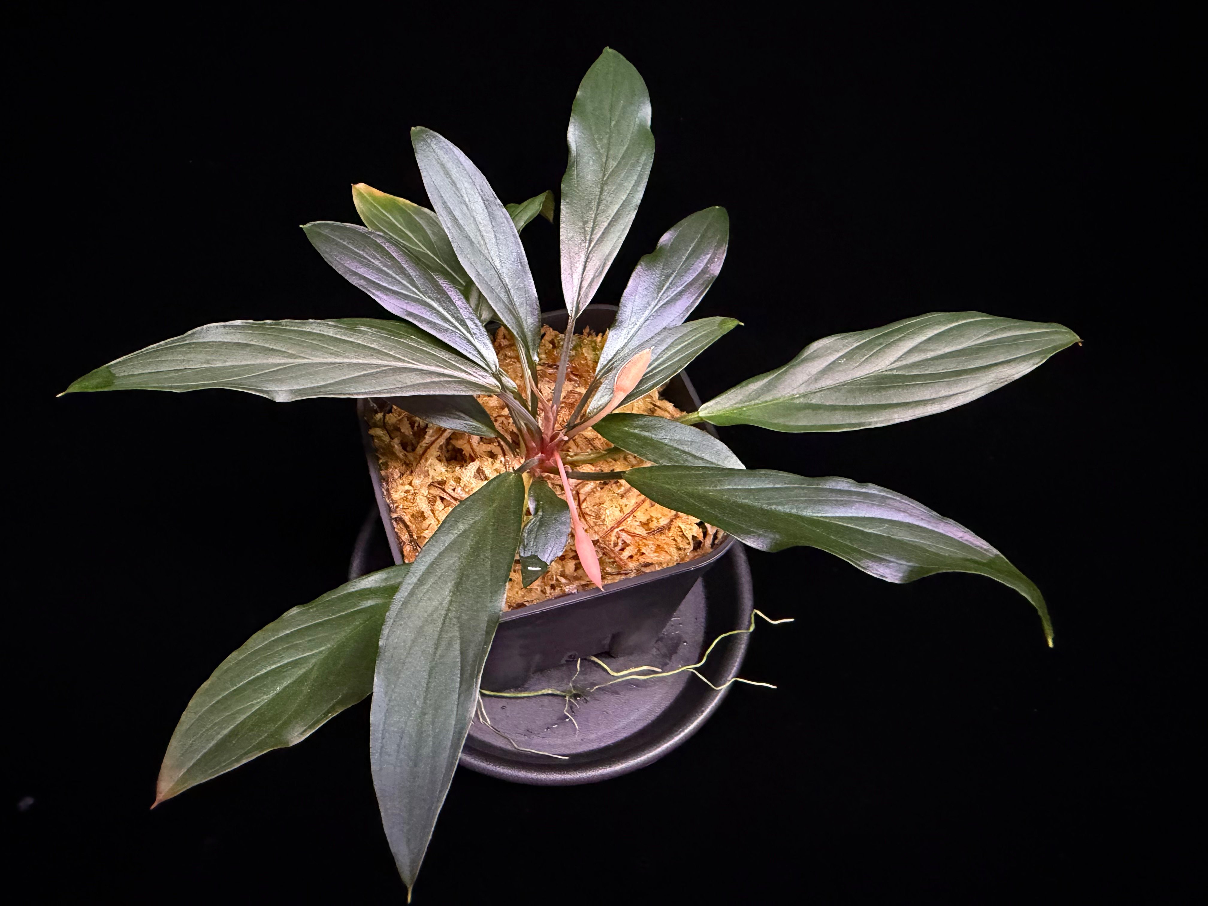 Homalomena sp. “濡烏” Riau sumatera【LA0518-02】LA便