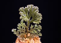 Selaginella sp. Ketapang Black Kal-bar T-04-0526　TZ便