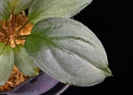 第一弾　Homalomena Hybrid【M0324-f1】
