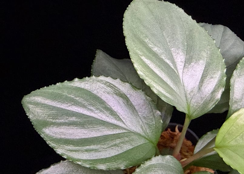 Homalomena sp. Bengkulu Sumatra T-140523 Di bel