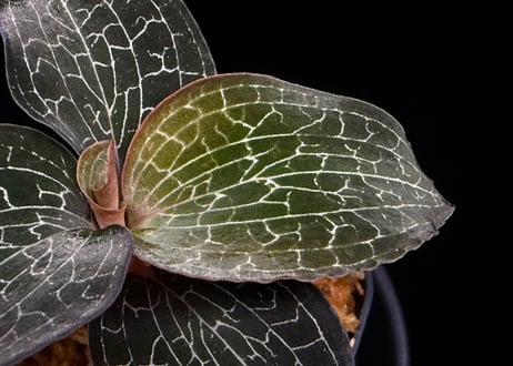 Anoectochilus Silver silkアネクトキルス シルバーシルク