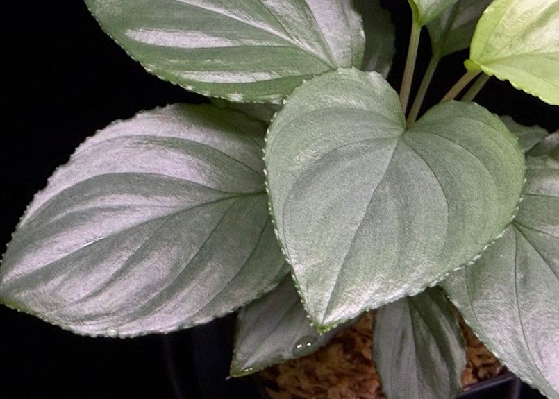 Homalomena sp. Bengkulu Sumatra T-140523 Di bel