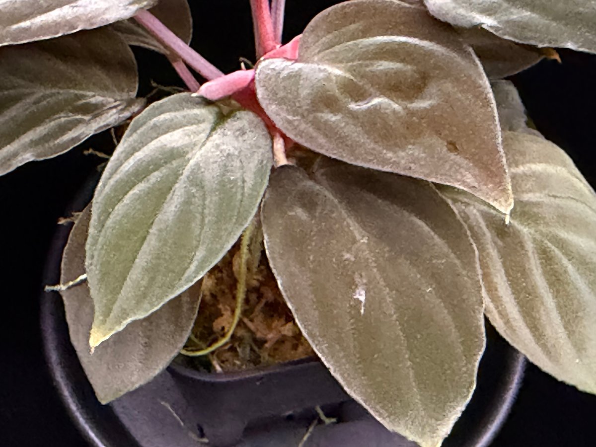 Homalomena sp 