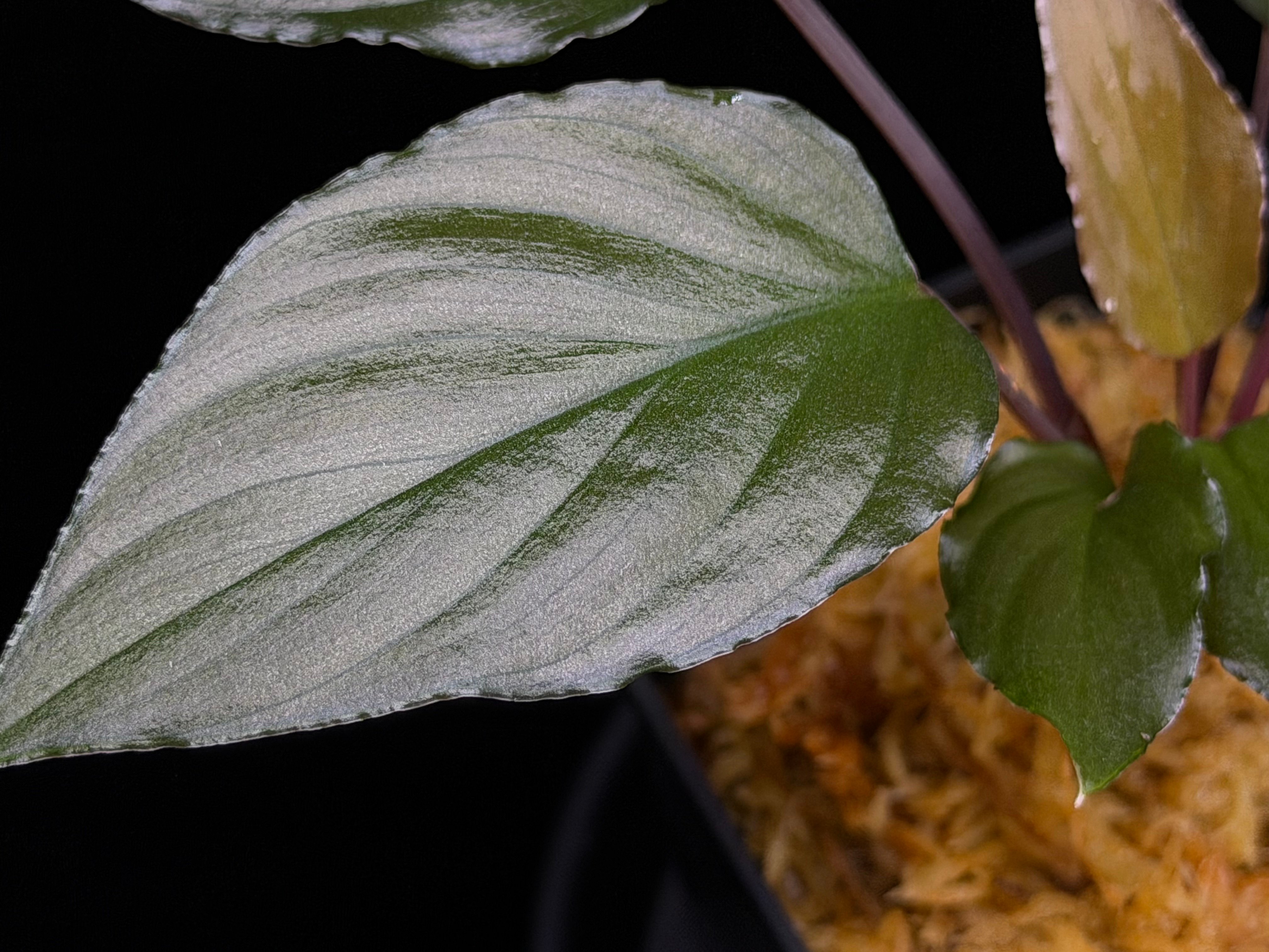 Homalomena sp from Lahat 【AZ1123-1】AZ便 | 369の杜(