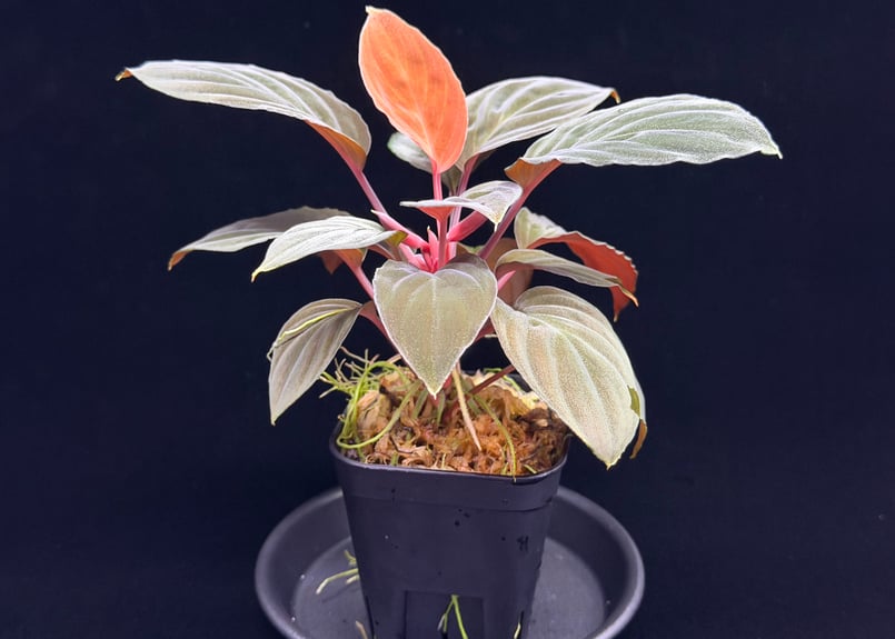 Homalomena sp 