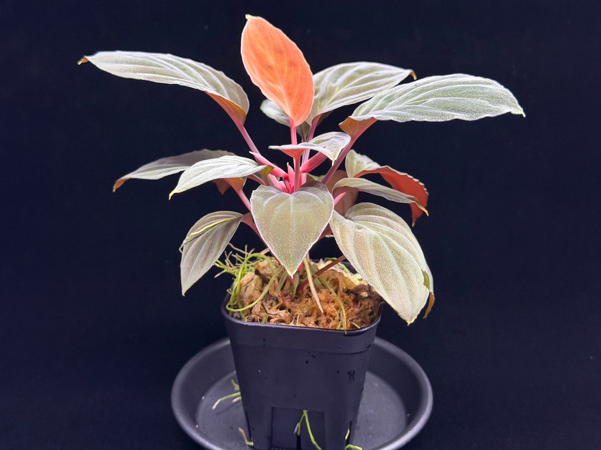 その他観葉植物 Homalomena sp. Miri Homalomena sp 