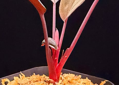 Homalomena sp "Sunshine "B.NN from Sibolga timur [AZ1223-2] AZ便