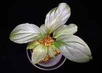 第一弾　Homalomena Hybrid【M0324-f1】