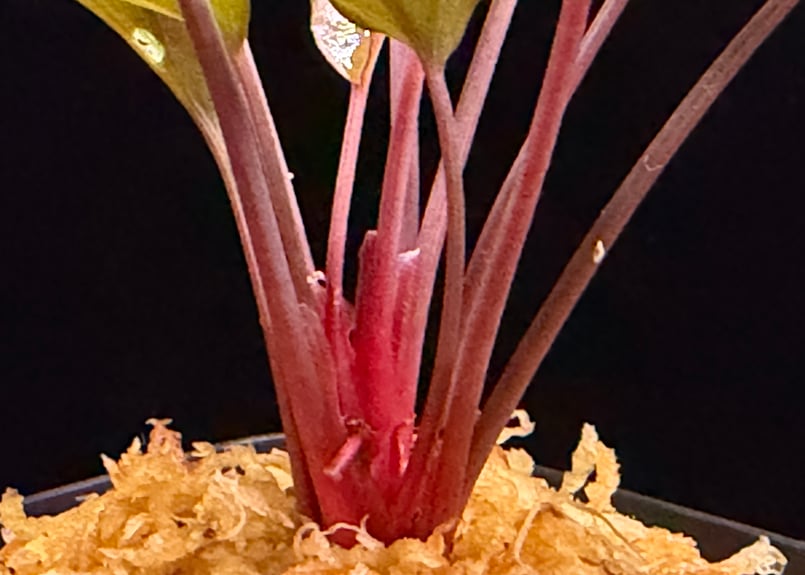 Homalomena sp from Lahat 【AZ1123-1】AZ便 | 369の杜(