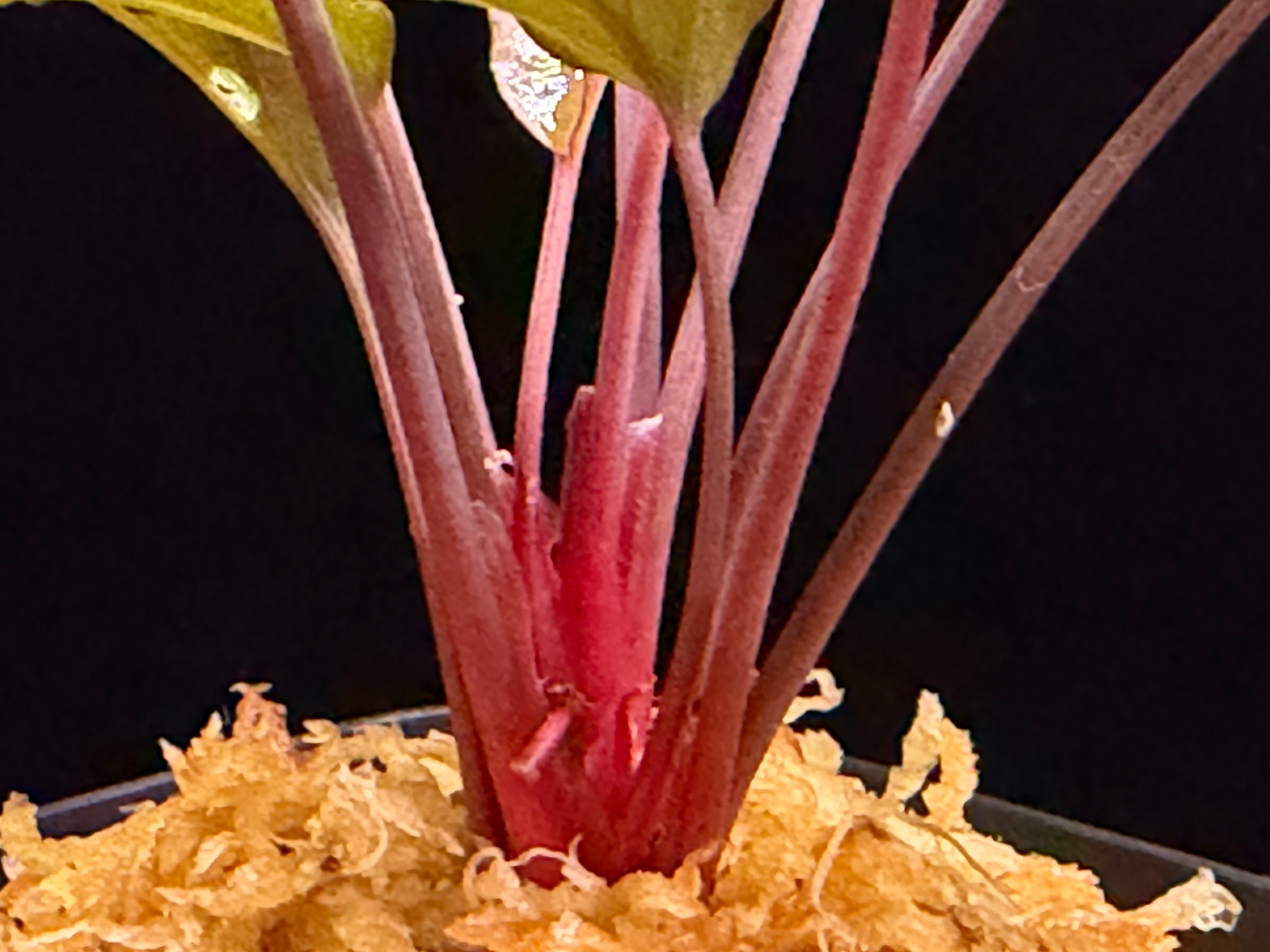 Homalomena sp from Lahat 【AZ1123-1】AZ便 | 369の杜(
