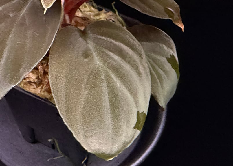 Homalomena sp 