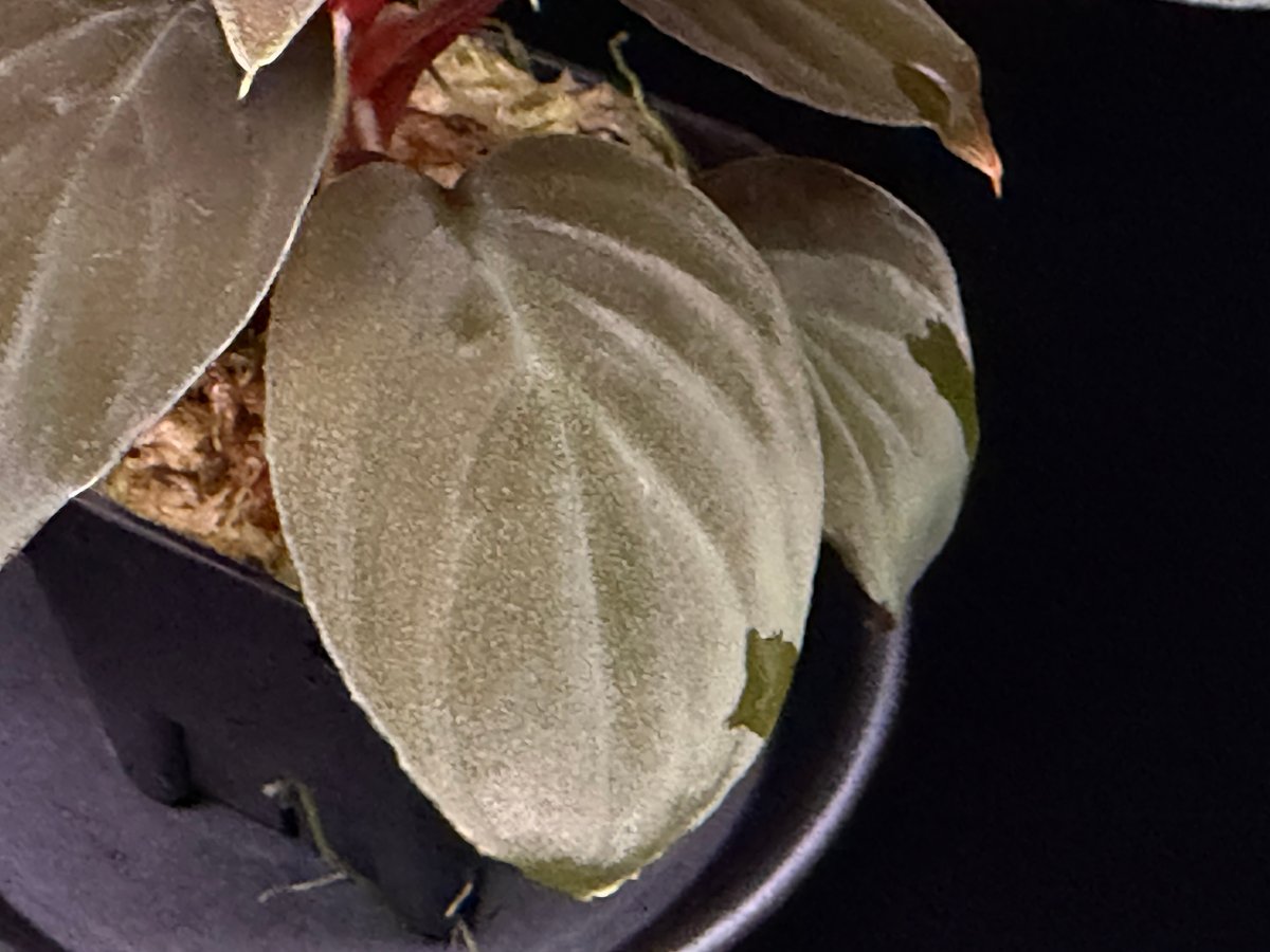Homalomena sp 
