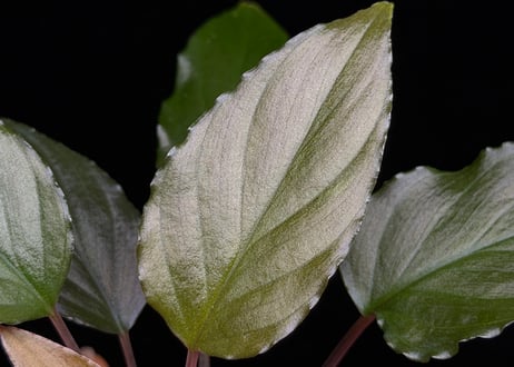 Homalomena sp from Lahat 【AZ1123-1】AZ便