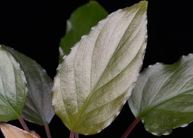 Homalomena sp from Lahat 【AZ1123-1】AZ便 | 369の杜(