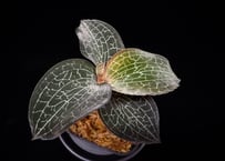 Anoectochilus Silver silkアネクトキルス シルバーシルク