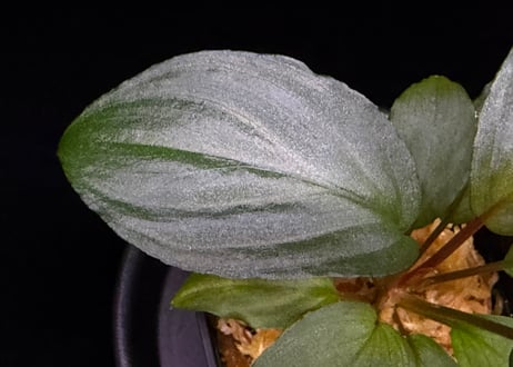 第一弾　Homalomena Hybrid【M0324-f1】